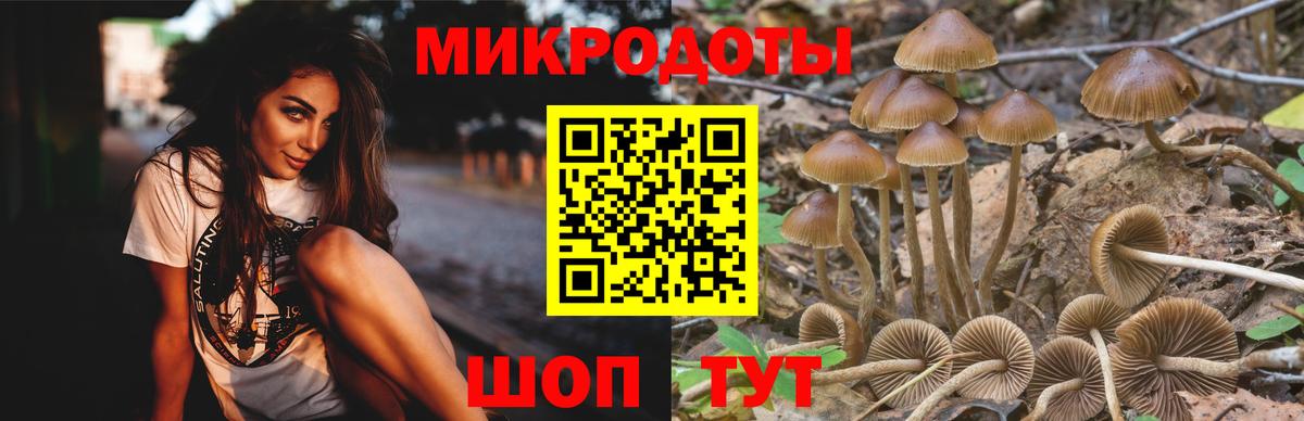 Псилоцибиновые грибы Cubensis Москва